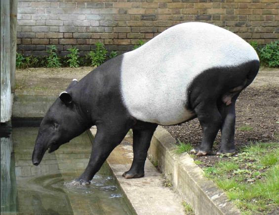 tapirbad