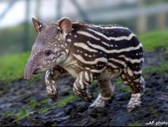 tapirbebis