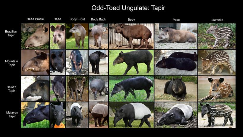 tapirkarta